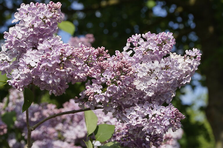 Syringa vulgaris Mechta