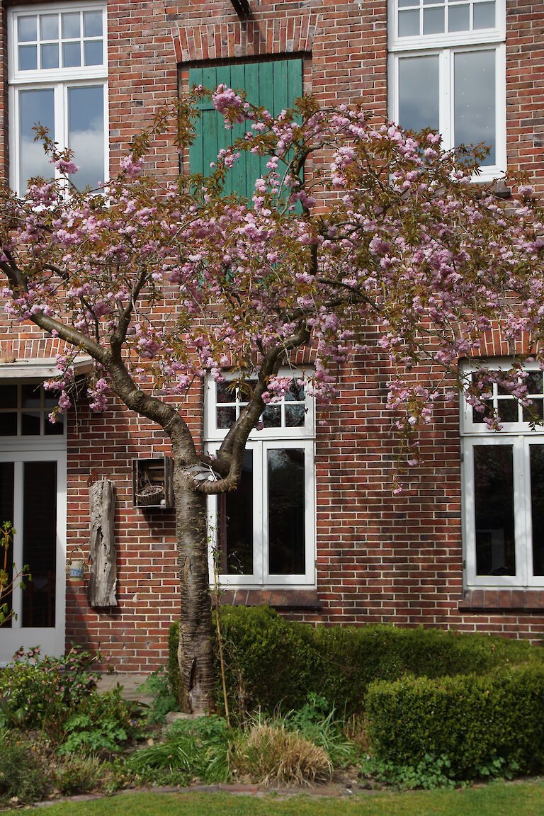 Prunus serrulata 'Kiku-shidare-zakura' 