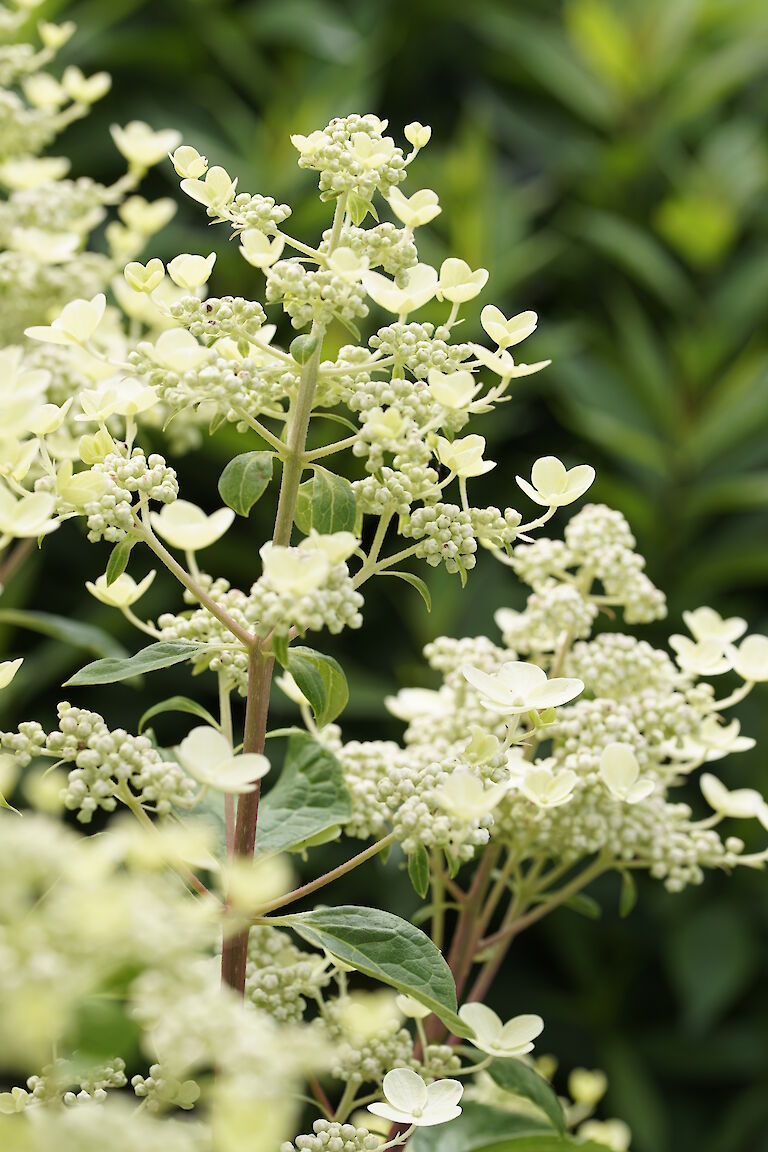 Hydrangea paniculata Dahurama