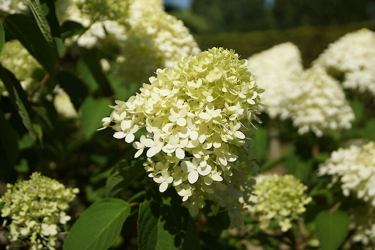 Hydrangea paniculata