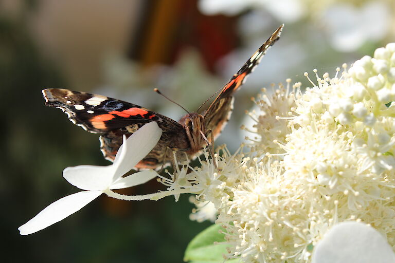 Hydrangea paniculata 'Butterfly' Insekt