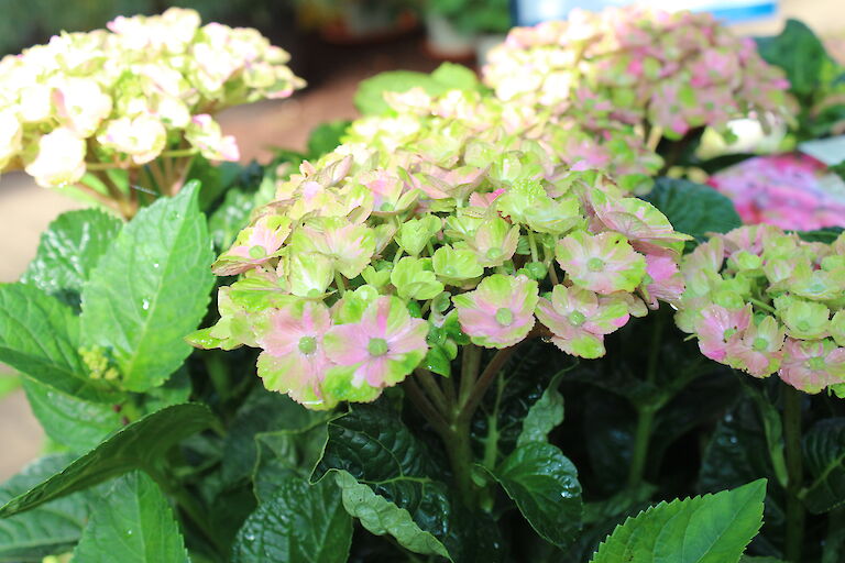 Hydrangea Magical Four Seasons