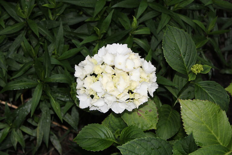 Hydrangea macrophylla, weiß