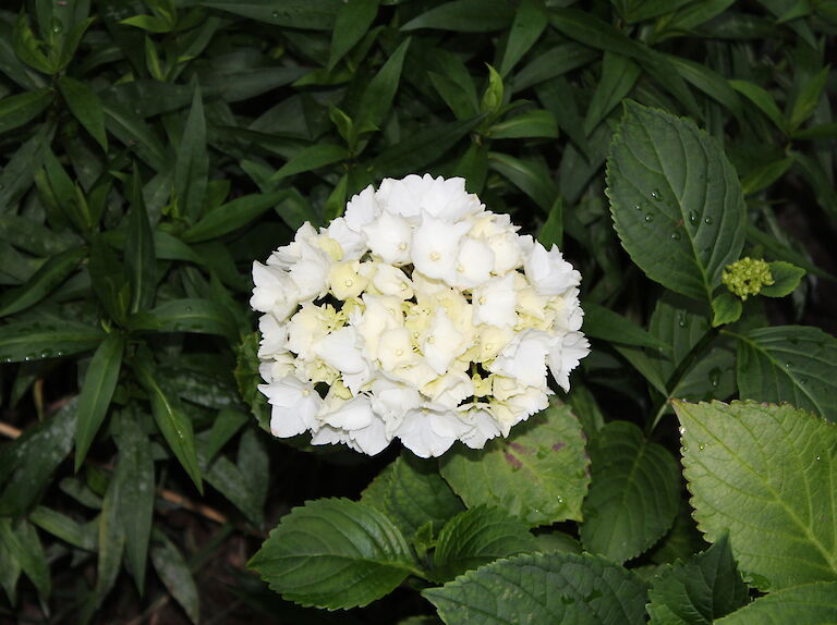 Hydrangea macrophylla, weiß