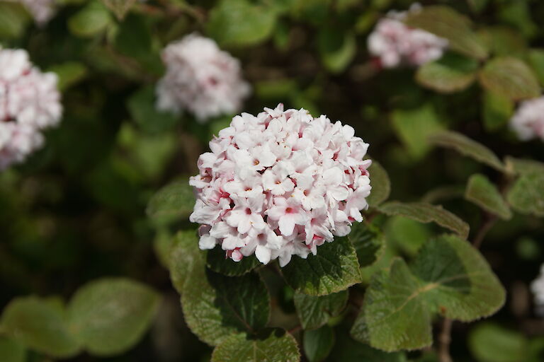 Viburnum carlesii