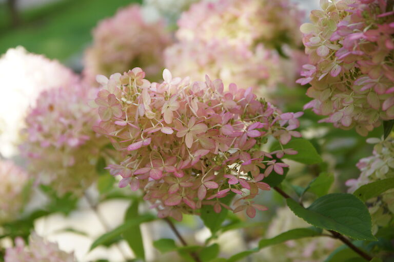  Hydrangea paniculata 'Limelight'