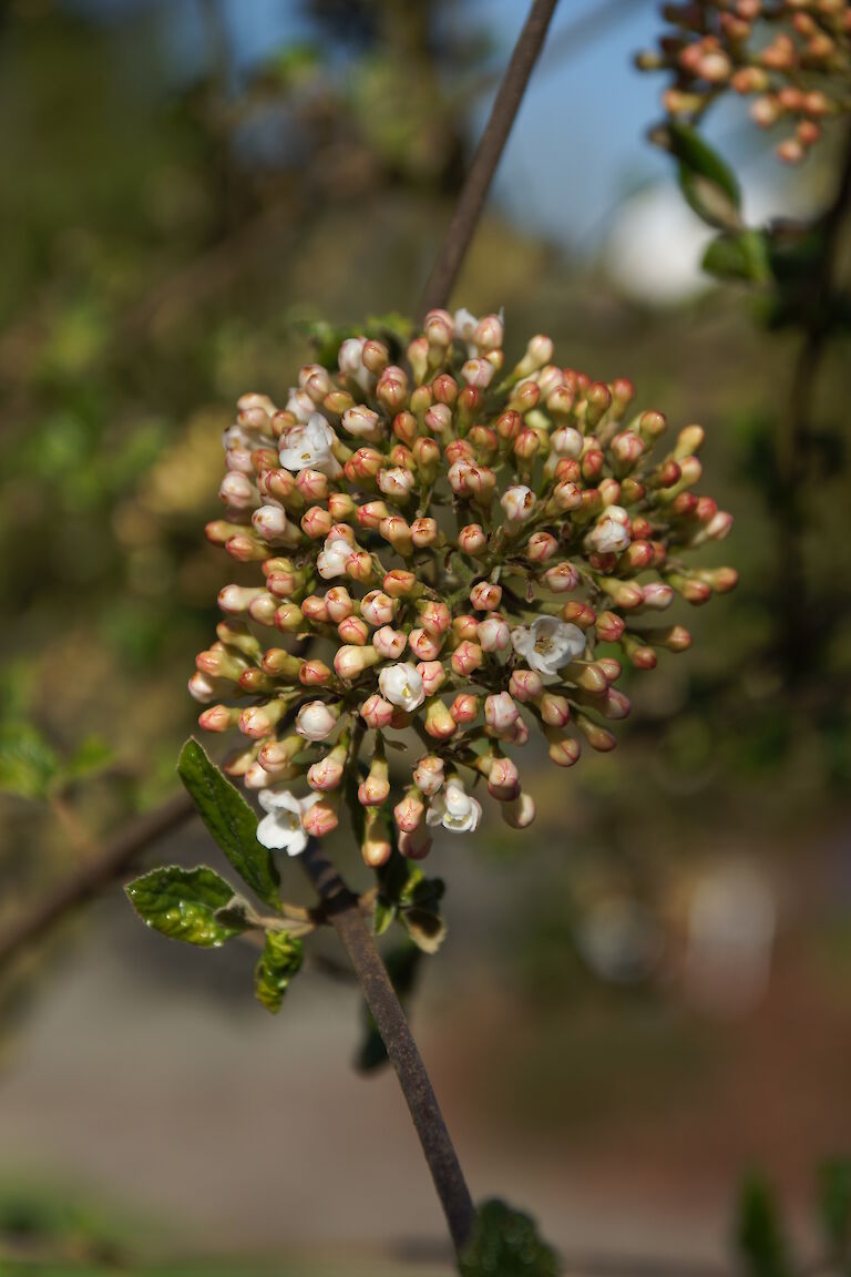 Viburnum burkwoodii