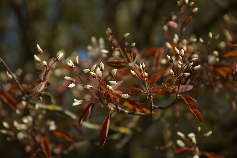 Amelanchier lamarckii