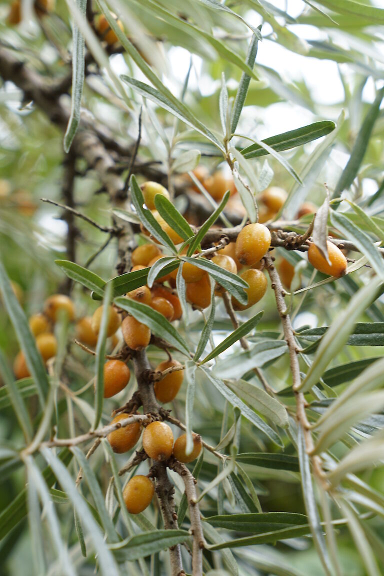 Hippophae rhamnoides Pollmix