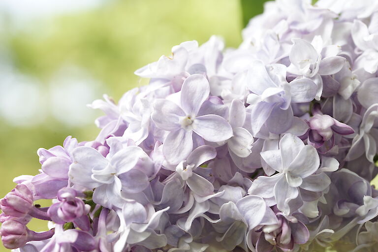 Syringa vulgaris Nadezhda