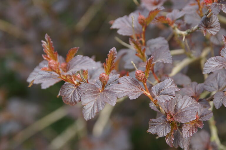 Physocarpus opulifolius 'Diabolo'