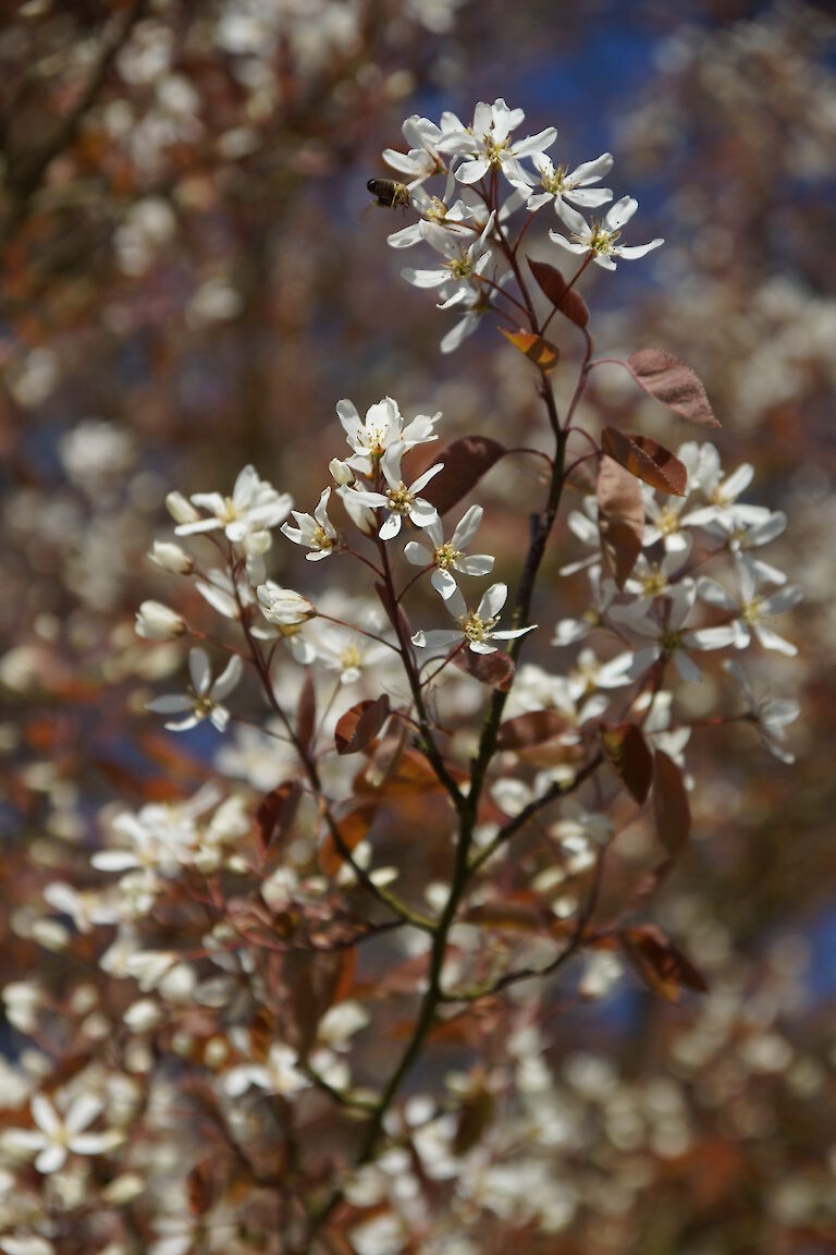 Amelanchier lamarckii