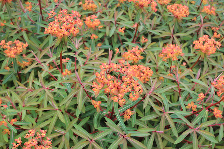 Euphorbia griffithii 'Fireglow'