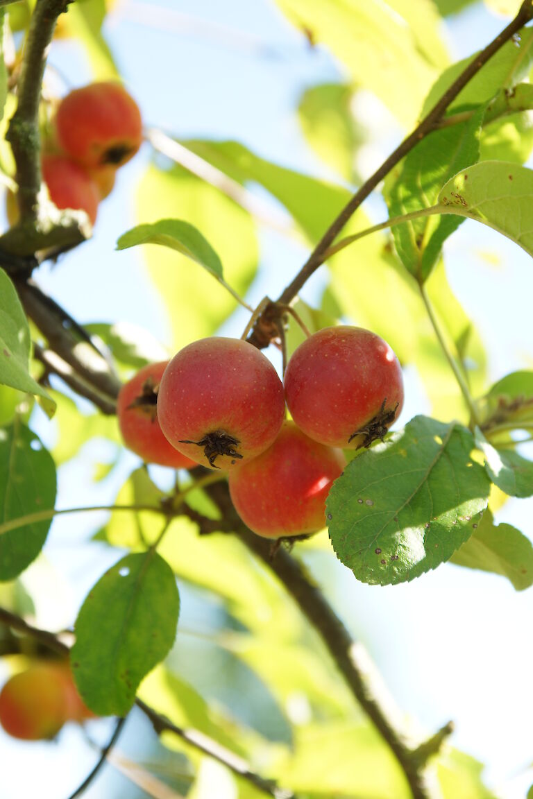 Malus 'Red Sentinel'