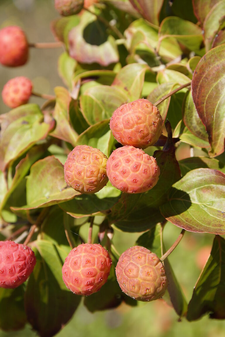 Cornus canadensis 'Kreuzdame'