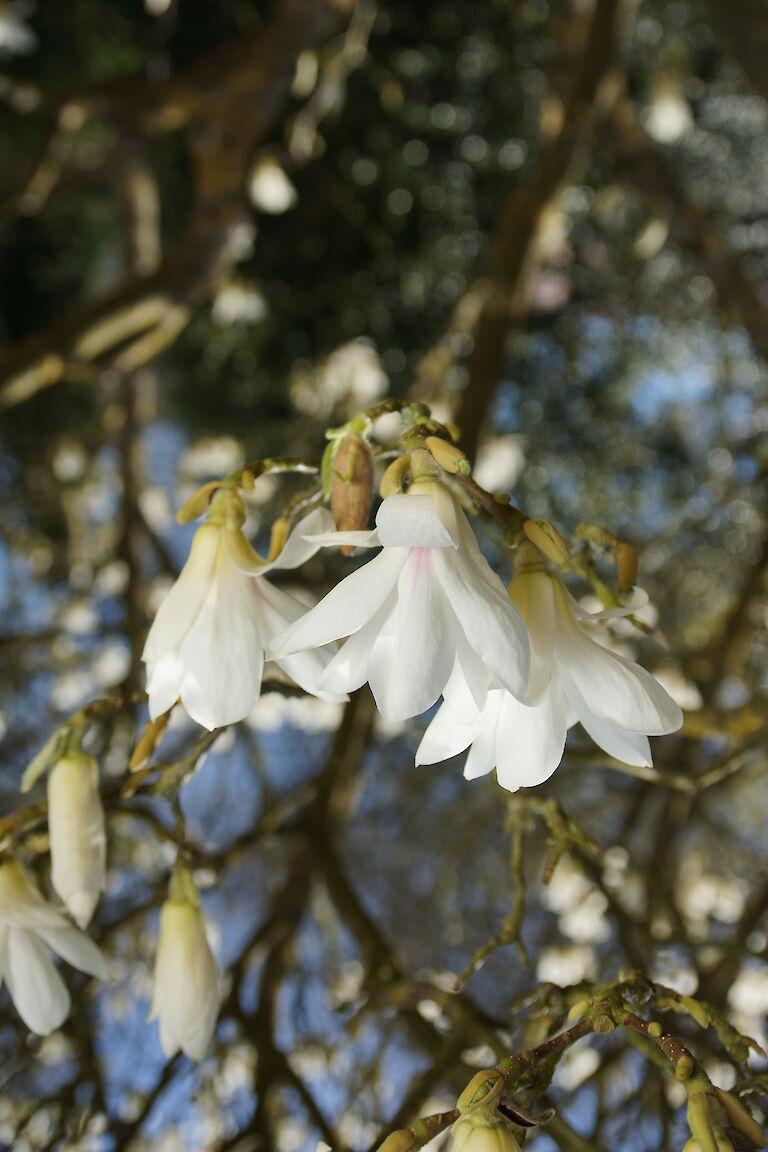 Magnolia soulangeana 'Lennei Alba'