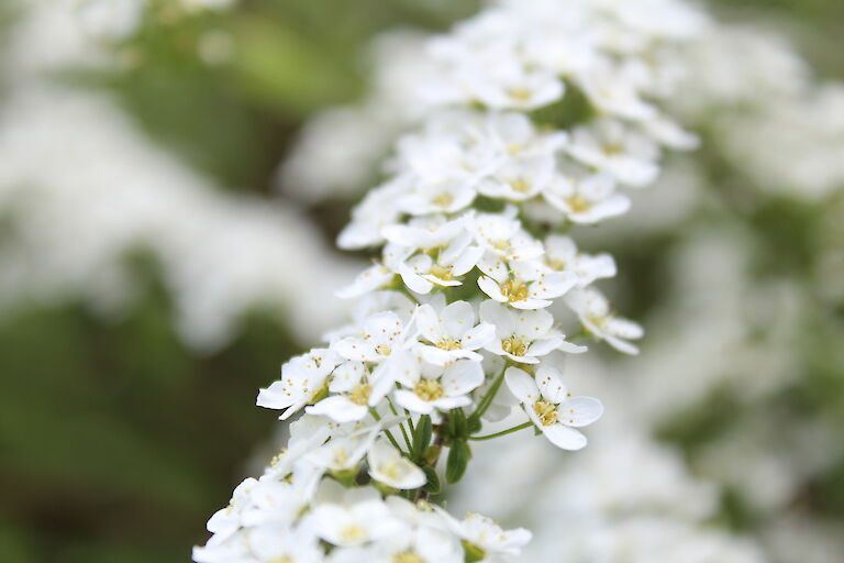 Spiraea Grefsheim