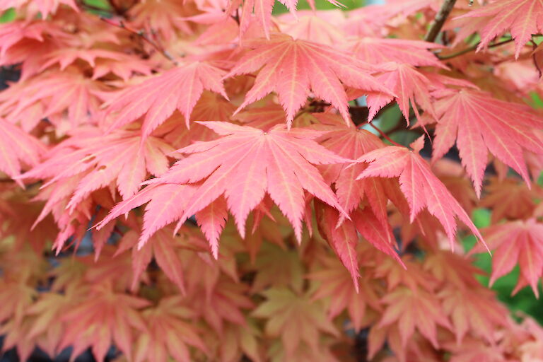 Acer shirasawanum 'Autumn Moon'