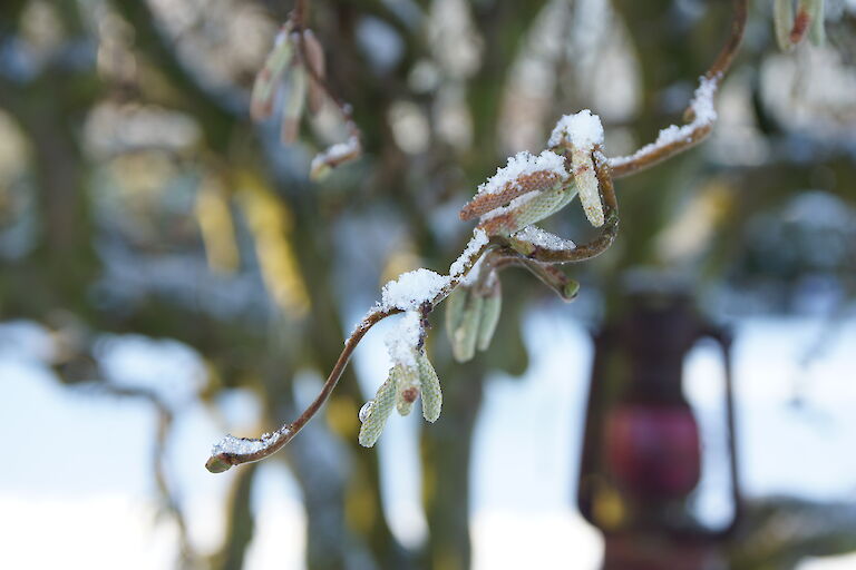 Corylus avellana 'Contorta' Winter