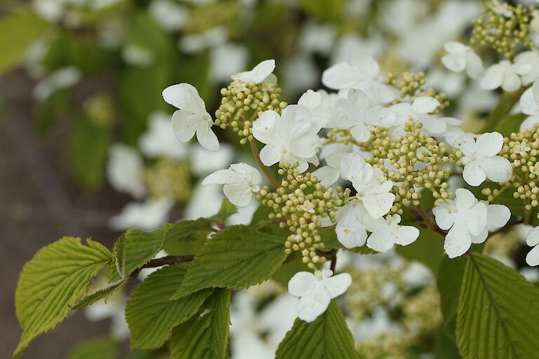 Viburnum plicatum Mariesii