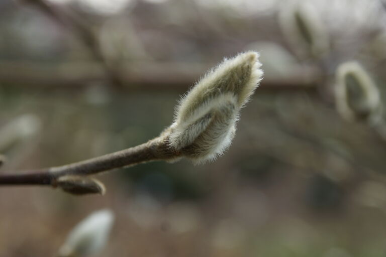 Magnolia loebneri 'Donna'