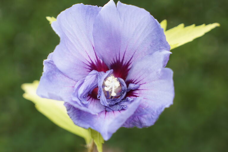 Hibiscus syriacus Blue Chiffon