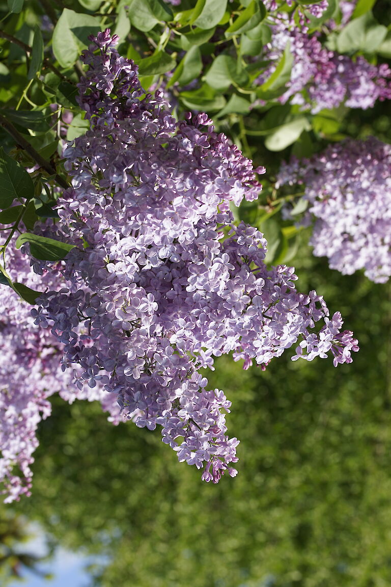 Syringa vulgaris Diplomate