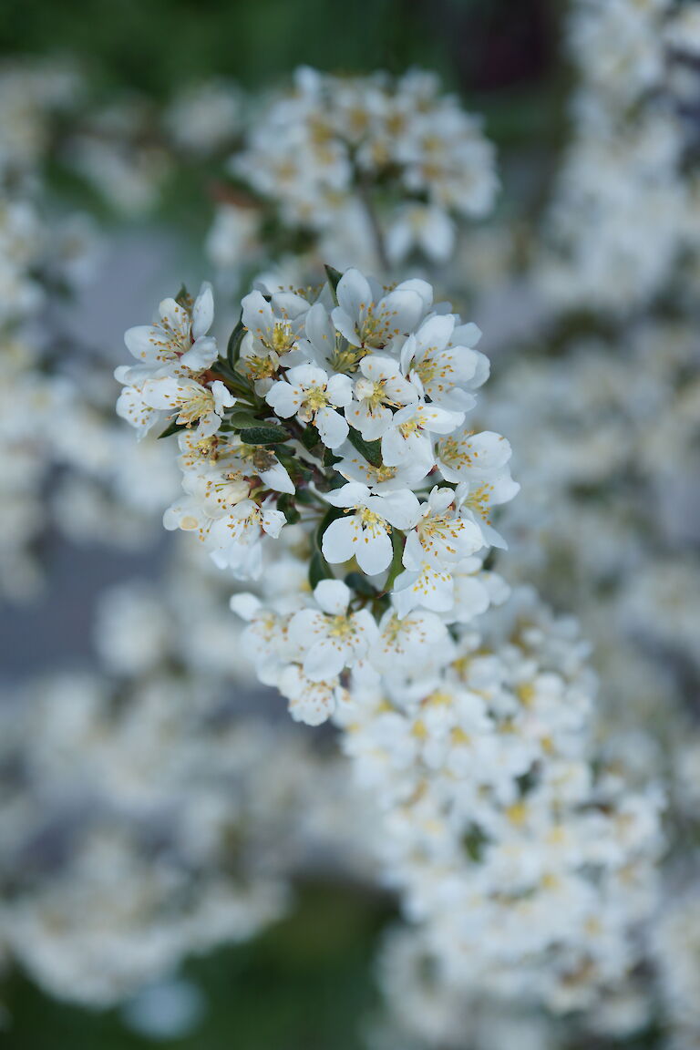 Malus sargentii 'Tina'