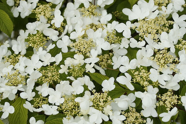 Viburnum plicatum Mariesii