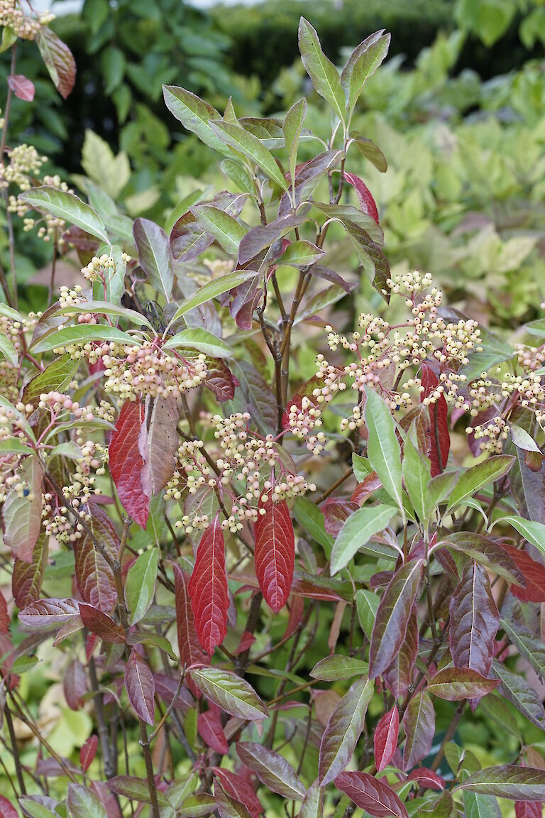 Viburnum nudum Winterthur