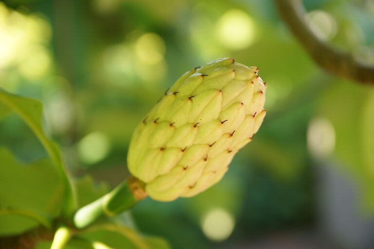 Magnolia tripetala