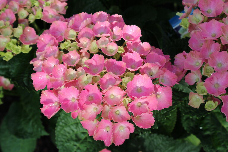 Hydrangea macrophylla