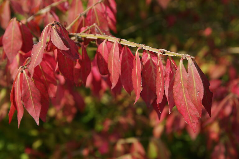 Euonymus alatus