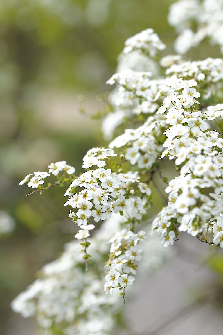 Spiraea arguta