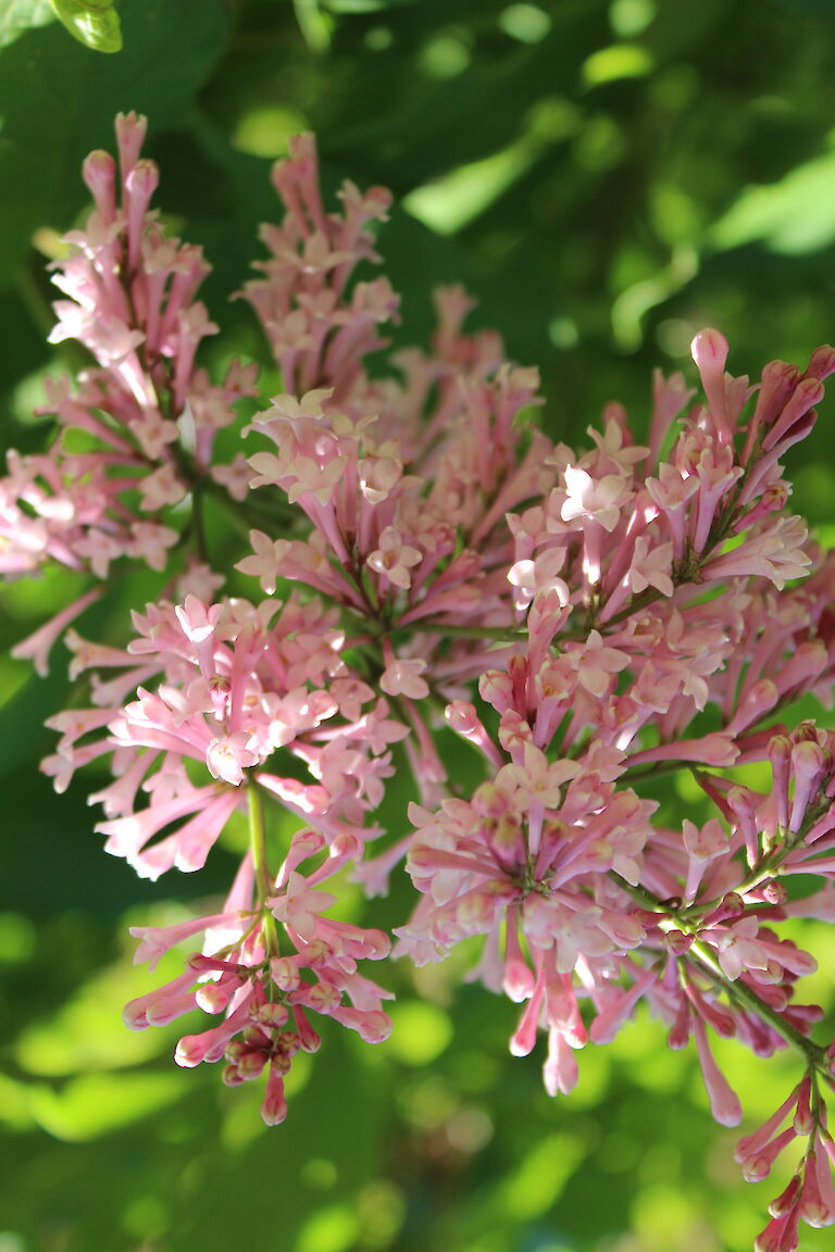 Syringa meyeri 'Palibin'