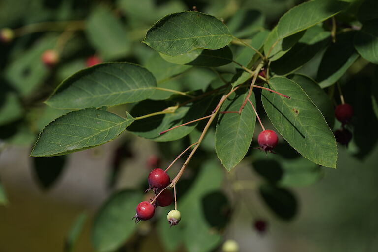 Amelanchier lamarckii