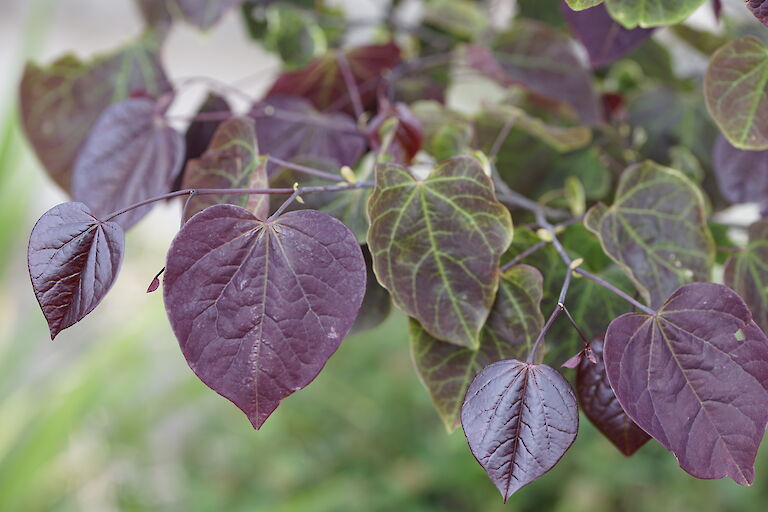 Cercis canadensis Forest Pansy