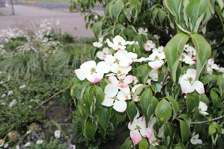 Cornus kousa