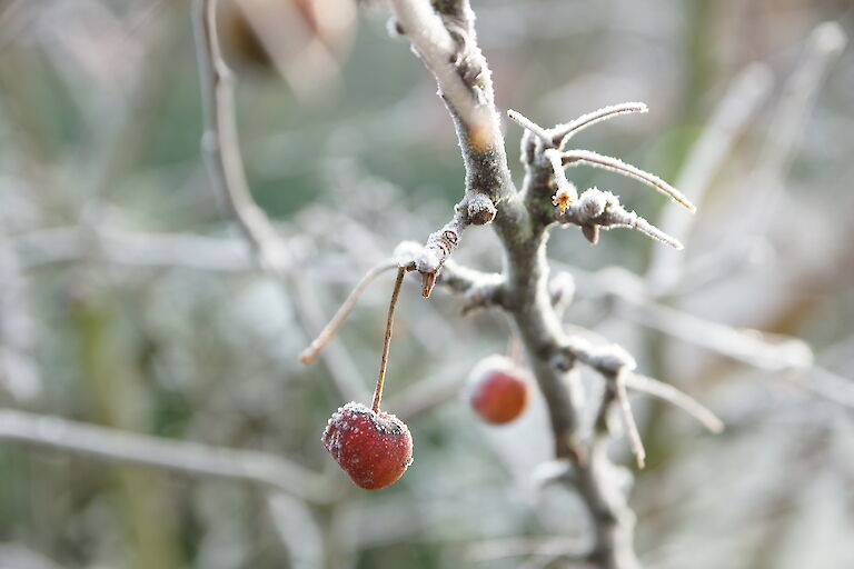 Malus Winter