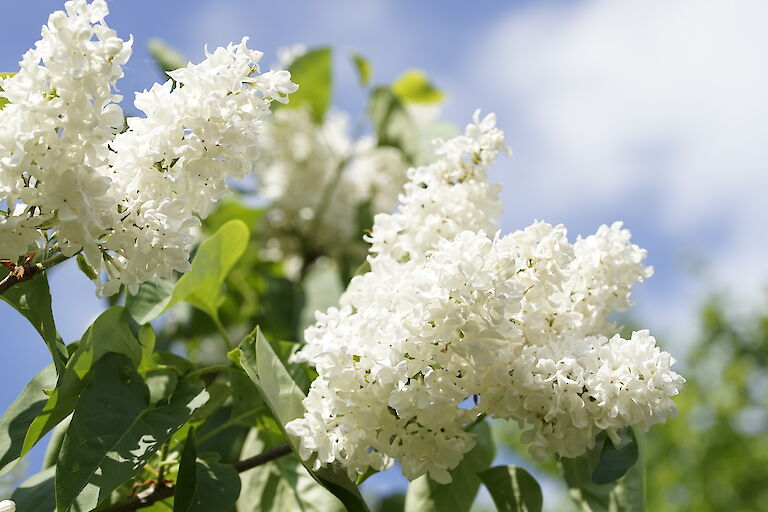 Syringa vulgaris Princess Beatrix