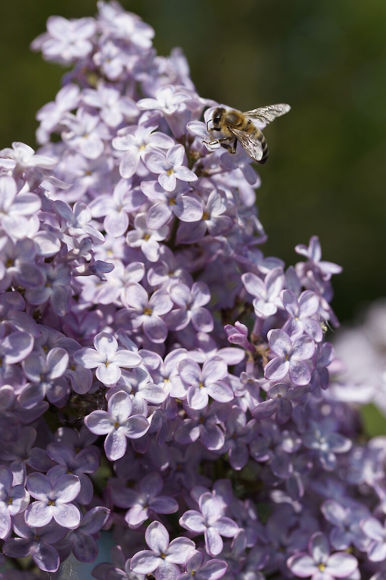 Syringa vulgaris Amethyst Insekt