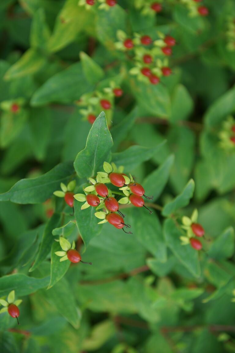 Hypericum 'Hidcote'