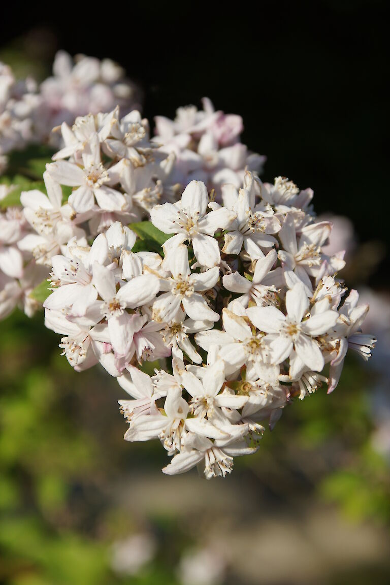 Deutzia 'Mont Rose'