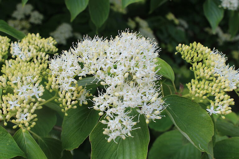 Cornus controversa