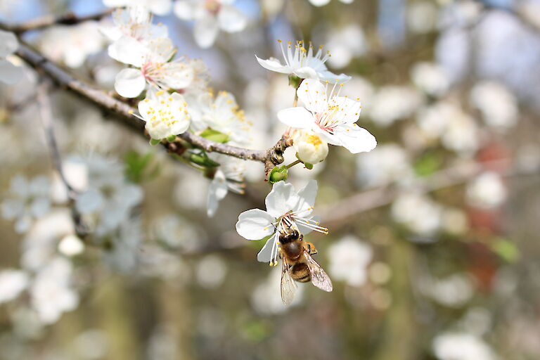 Prunus domestica ssp. syriaca Insekt