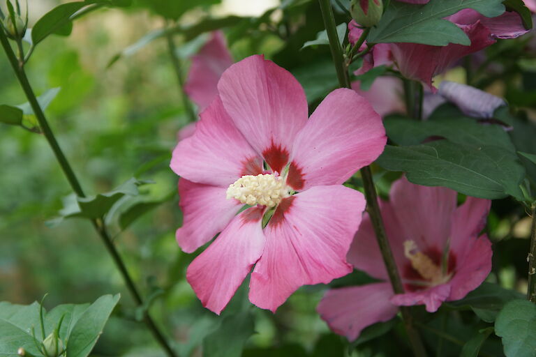 Hibiscus syriacus 'Woodbridge'