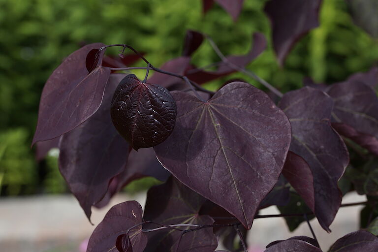 Cercis canadensis Forest Pansy