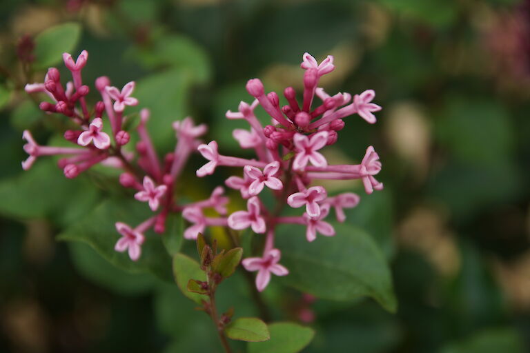 Syringa 'Pink Perfume'