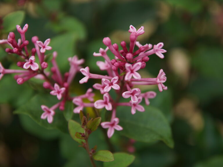 Syringa 'Pink Perfume'