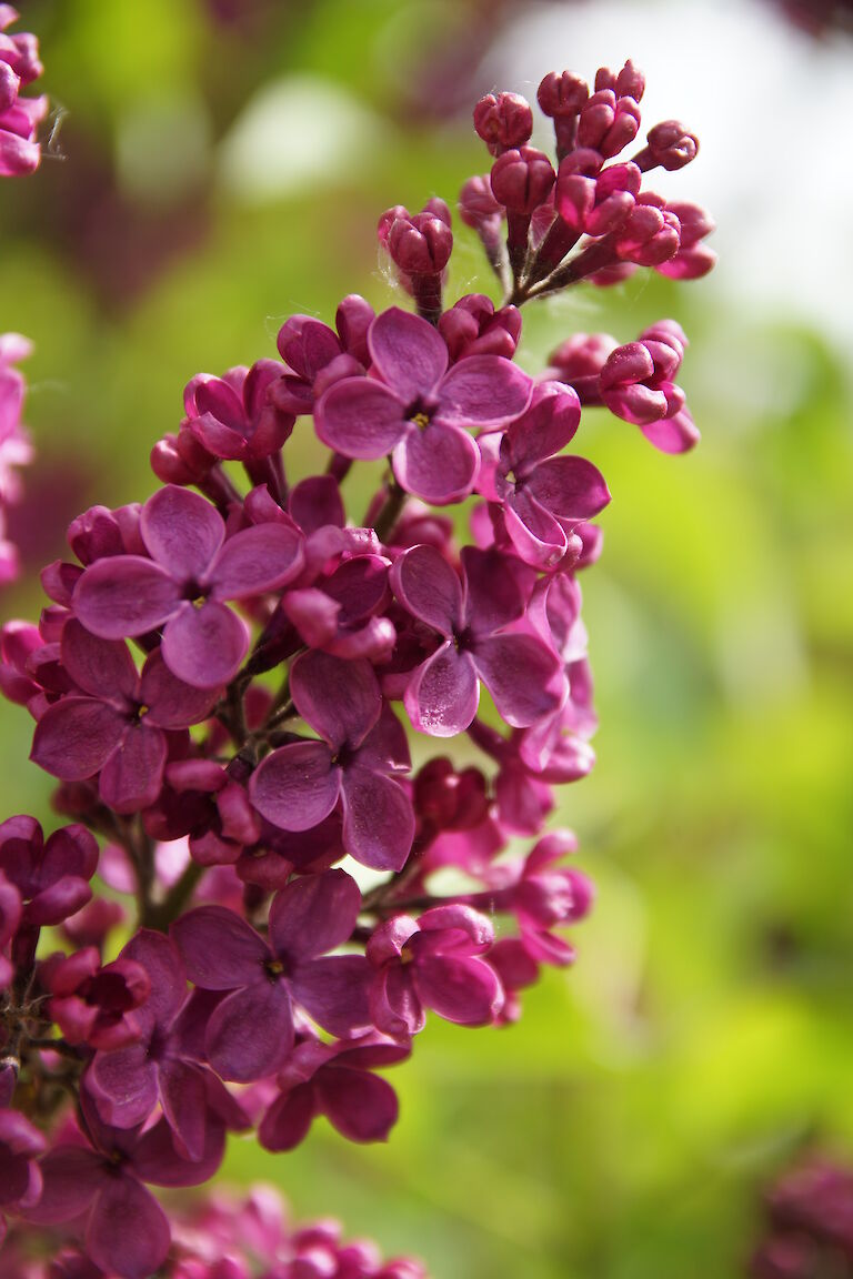 Syringa vulgaris Ludwig Spaeth